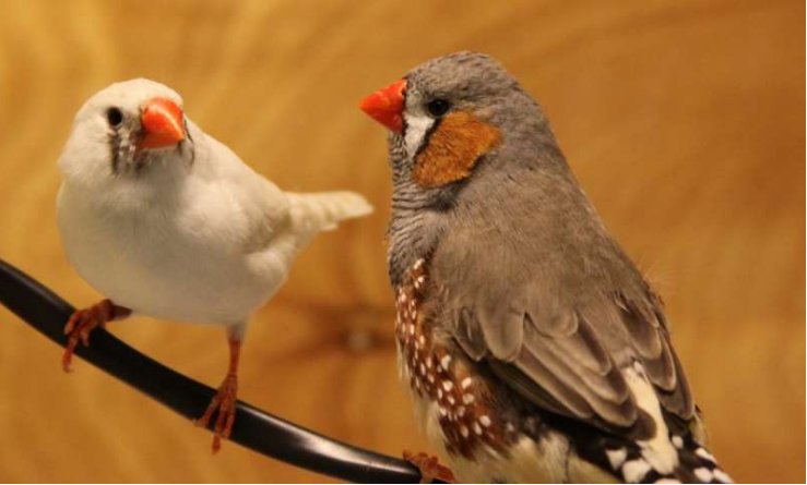 карминоволобая амадина. скелет амадин. туника амадина. приснилась птица. роза амандин шанель куст.