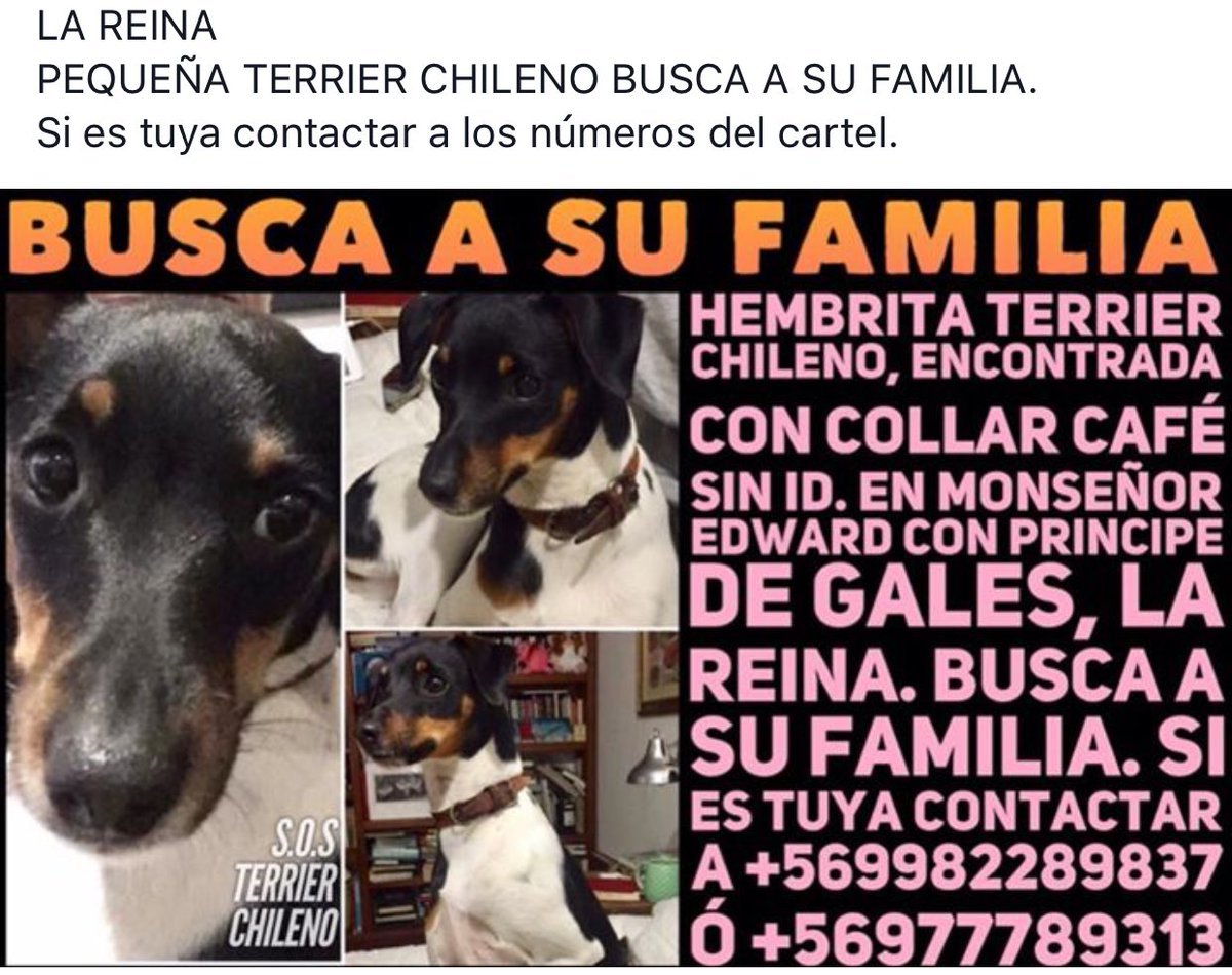 Cc <a href="/truchomarx/">El peor tatuaje</a> Hembrita #TerrierChileno encontrada en #LaReina busca a su familia <a href="/millha1907/">MILLHA</a> <a href="/lostpets_cl/">Lostpets.cl</a> <a href="/SOS_Animales/">SOS Animales</a> <a href="/TonkaTP/">Tonka Tomicic</a> <a href="/bartorell/">#SoyBartorell</a>