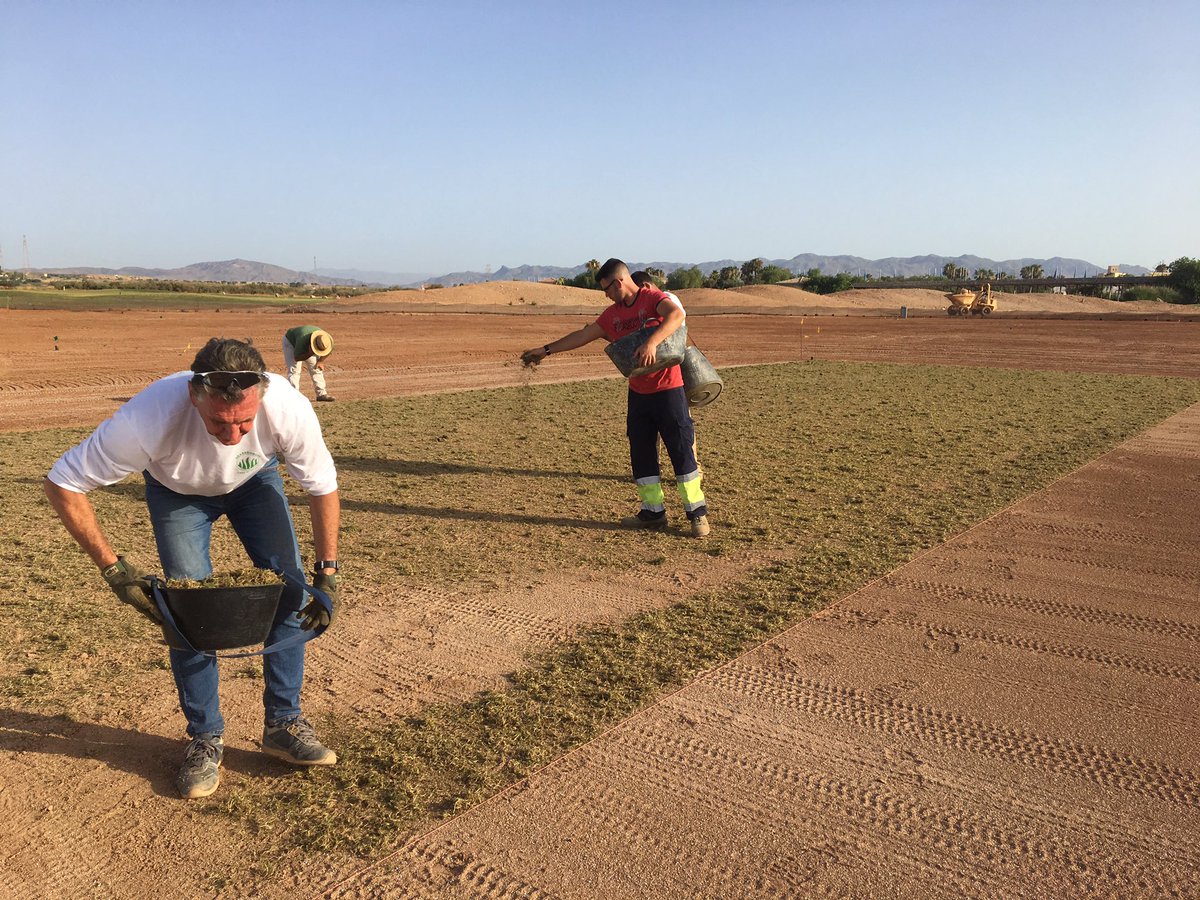 First sprigs going out !!!@DesertSpringsES <a href="/DSCricketSpain/">DesertSpringsCricket</a> @Grassjunkie @the_iog <a href="/zac_toumazi/">Zac Toumazi</a> <a href="/scdesertsprings/">simon coaker</a>