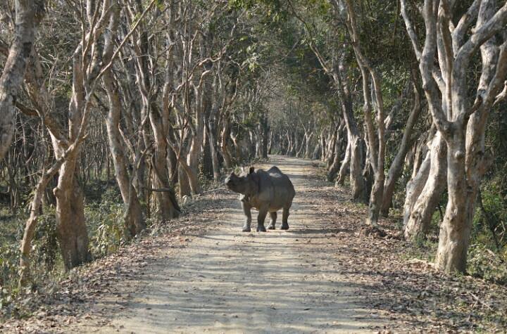 therootbridge's tweet photo. A world heritage site, famous for One-horned rhinos - Kaziranga National Park!
#Assam #Kaziranga #WildlifeTour #RootBridge #ThoughtfulTravel https://t.co/hzOlI3GZp9