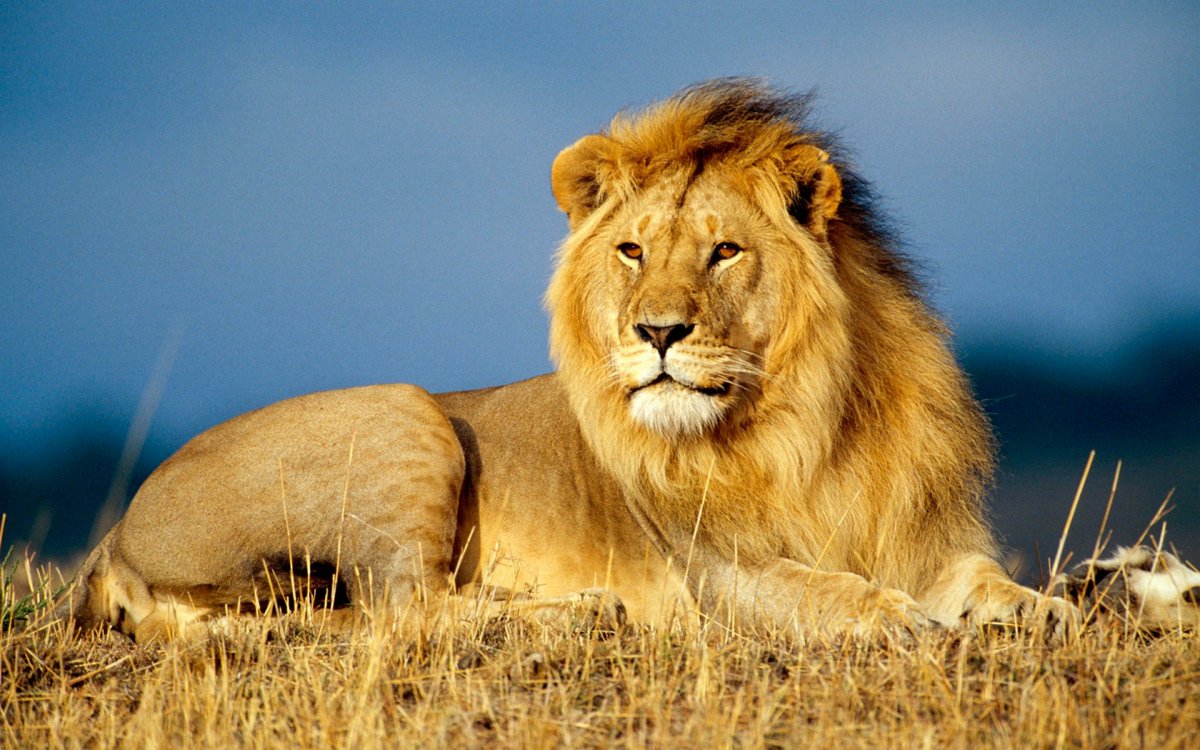 World Wildlife Day on Twitter: World Wildlife Day on Twitter: