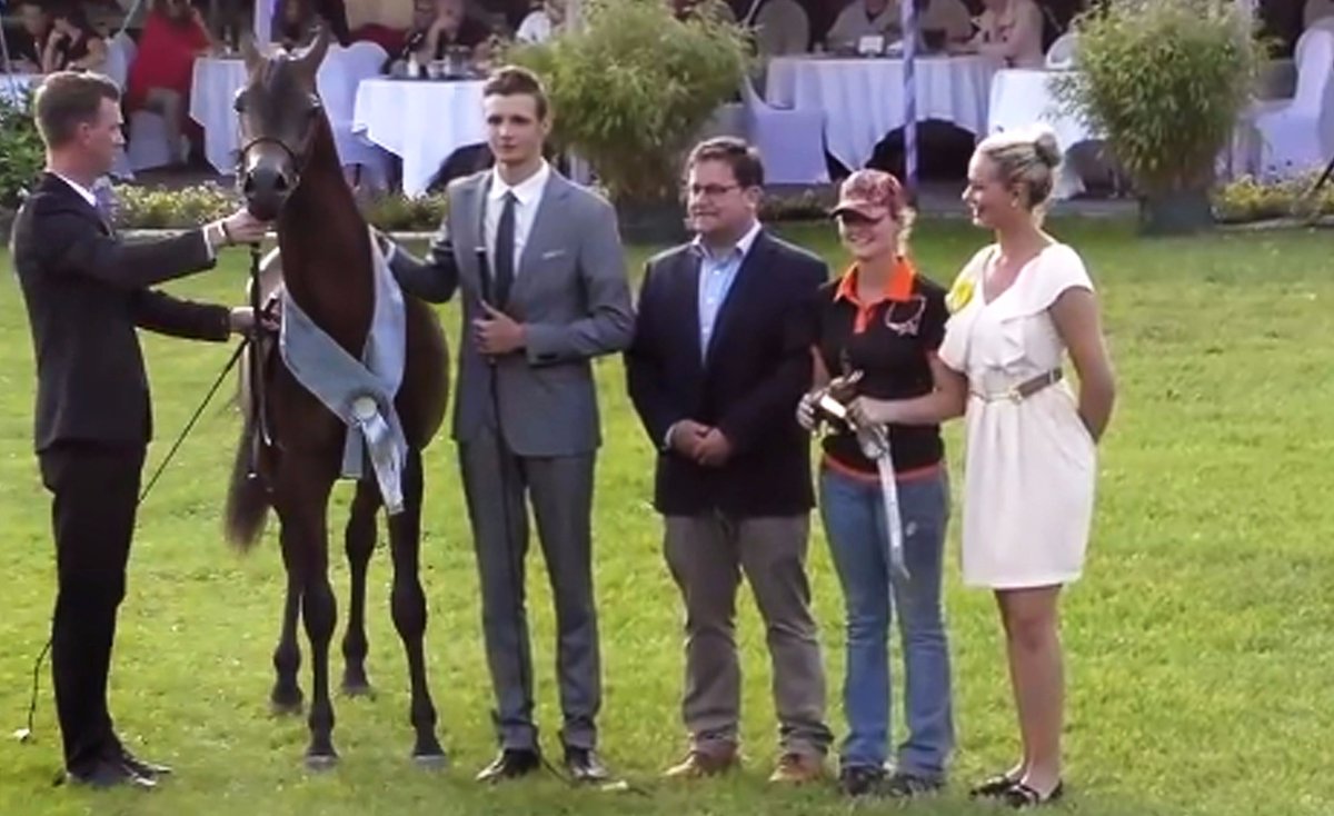 delmar-arabians.com élevage pur-sang arabe prés de #AggloDuSaintQuentinois avec Marwadee del Mar Vice Champion d'Europe 2017 #cocorico