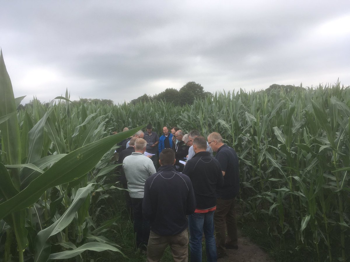 SUwland's tweet image. #BayercropNL mais demo gladvingergras omgeving Venray. Mooie resultaten te zien. #Laudis #Capreno