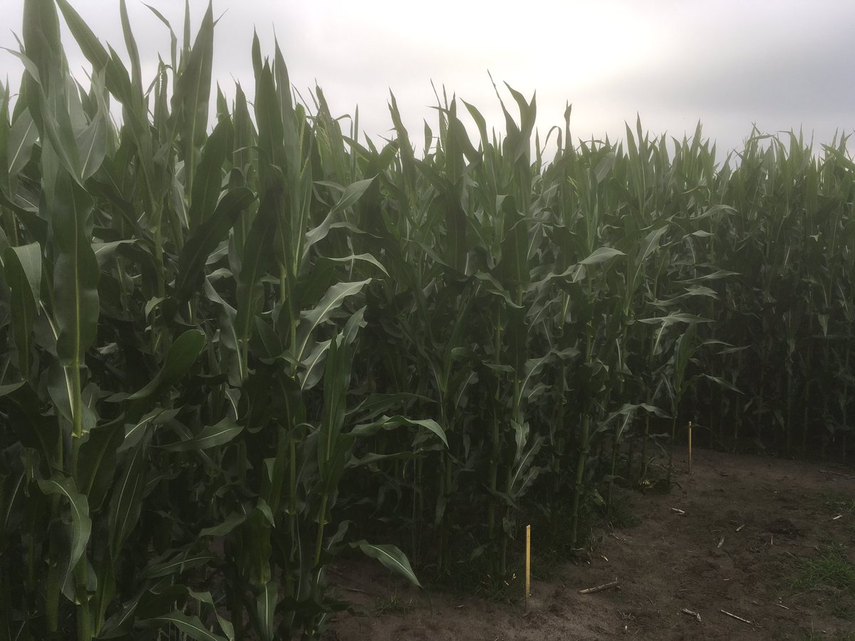 SUwland's tweet image. #BayercropNL mais demo gladvingergras omgeving Venray. Mooie resultaten te zien. #Laudis #Capreno