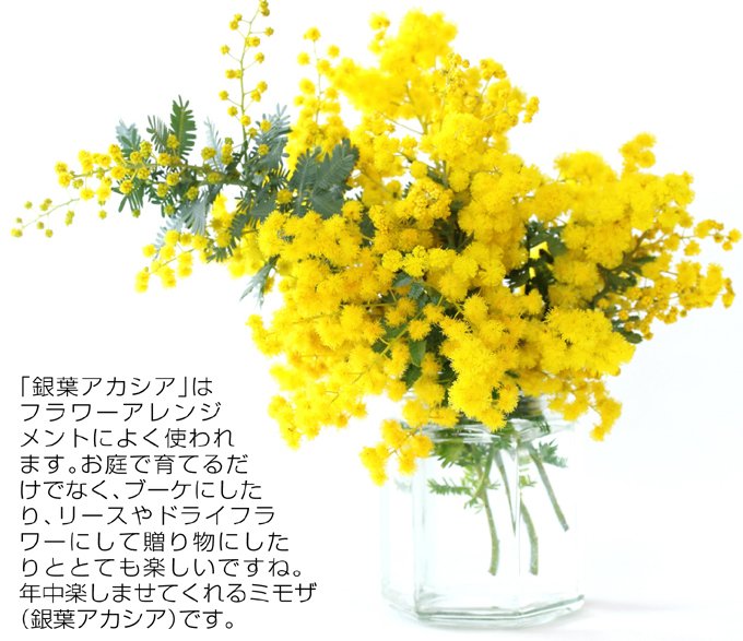 株 国華園 公式 ミモザのお花は ドライフラワーやアレンジメントにもお勧め とってもかわいいですよ