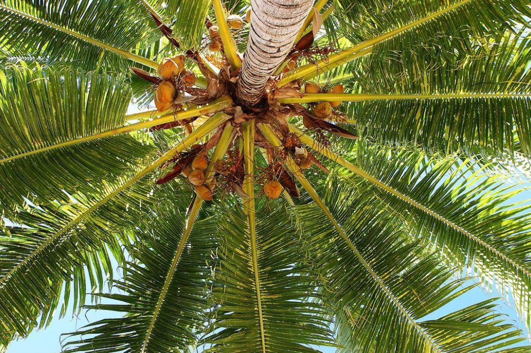 Don't forget to look *up*! There's beauty everywhere you look #Fiji #FijiNow [I/G: @naisosoislandresortvillas]