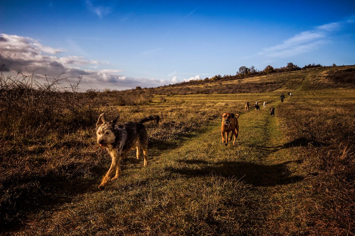 FurreverDevoted's tweet photo. He was the leader of the pack...#packwalking #dogswalking #dogsandnature #furreverdevoted https://t.co/GnQc6TWHkb