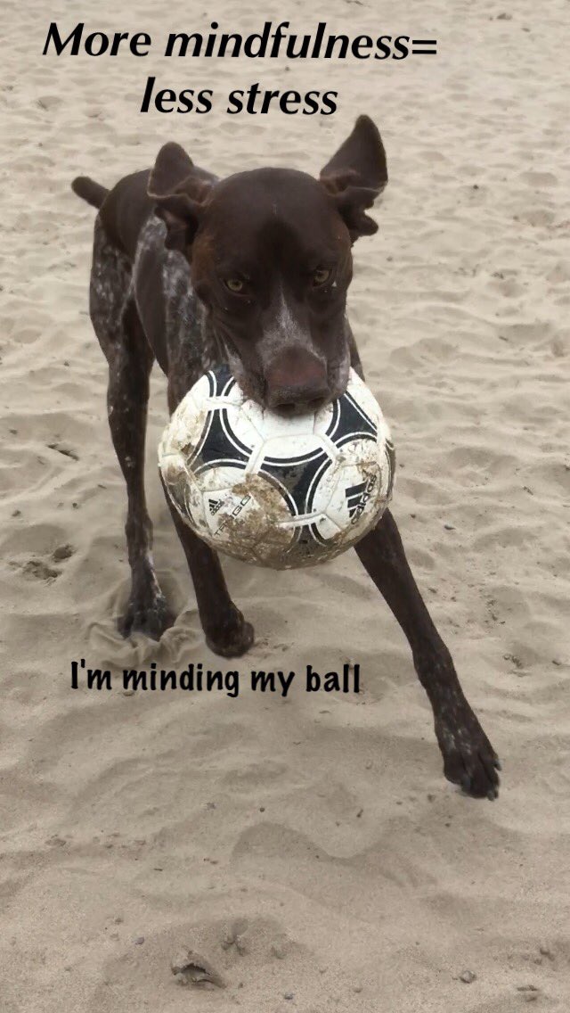 Saveapooch's tweet image. #saveapooch #dogsrock