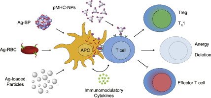 Dr_ASingh's tweet image. #ImmuneEngineering (13/23): Lonnie Shea et al &quot;In vivo reprogramming of immune cells for antigen-specific tolerance&quot; sciencedirect.com/science/articl…