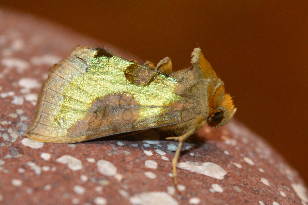 Burnished Brass - Diachrysia chrysitis a reason to leave some Nettles on your patch. #teammoth