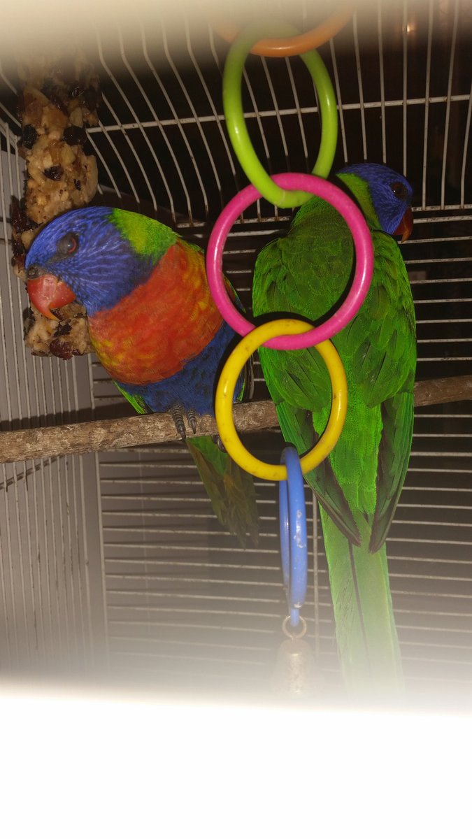 RedTauri's tweet photo. Introductions are in order...
Kili &amp; Tauriel
They are breeders https://t.co/gkKkSvuPwl
