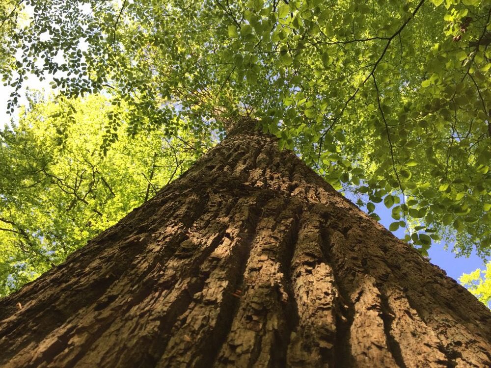 Blog: Hoe geef ik mijn natuurlijke intuïtie en de krachtige lessen vd #natuur een plek in een jagende #maatschappij? expeditieflow.nl/groeien-met-de…