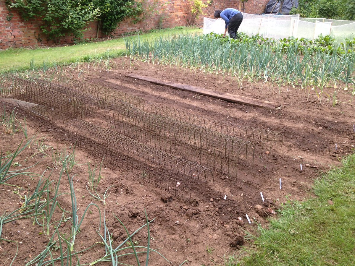 borrowedgarden's tweet photo. Planted more seeds....  beetroot, swedes, choy sum, mizuna https://t.co/4K8PiCiAo3