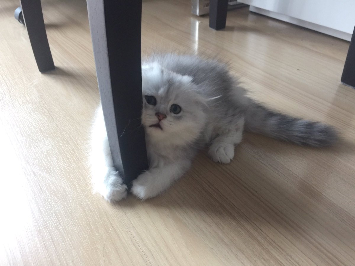 Bonusiie's tweet photo. ไม่เอา หนูไม่เช็ดก้น อย่ามายุ่งกับหนู!! https://t.co/l5b6uWew74