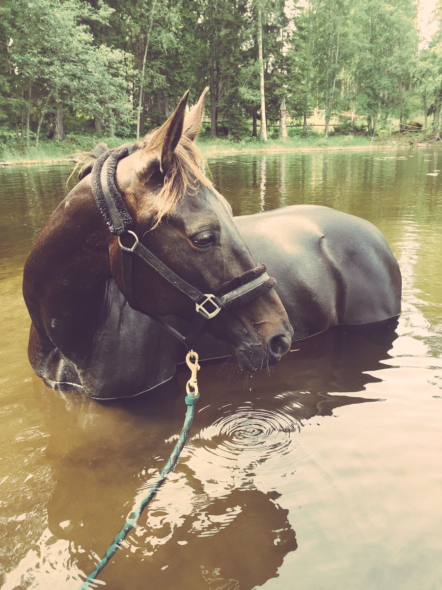 Miun kultakimpale 💖 #ravit