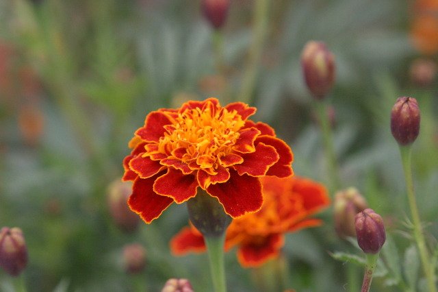 눈이 먼 것보다 더 안좋은게 있을까? 있다. 볼 수는 있지만 비전이 없는 사람. -헬렌 캘러
#메리골드