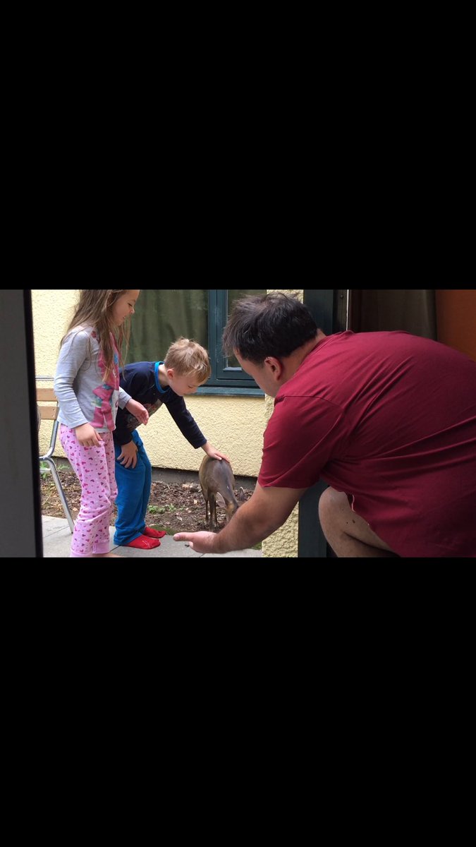 e_heap's tweet photo. @CP_UK_Elveden unique experience at breakfast this morning - breakfast with deer https://t.co/6UMHa69dAB