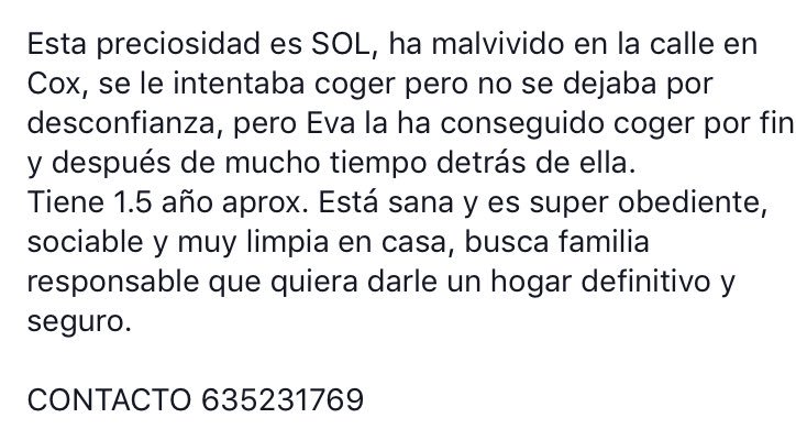 ProtectorApadac's tweet photo. Mirad a SOL, solita en la calle, recogida. Ayuda! @quissos @DesventurasCleo @ZeniaCC @YolandaC4 @kikupipo https://t.co/rLc40kgHQQ