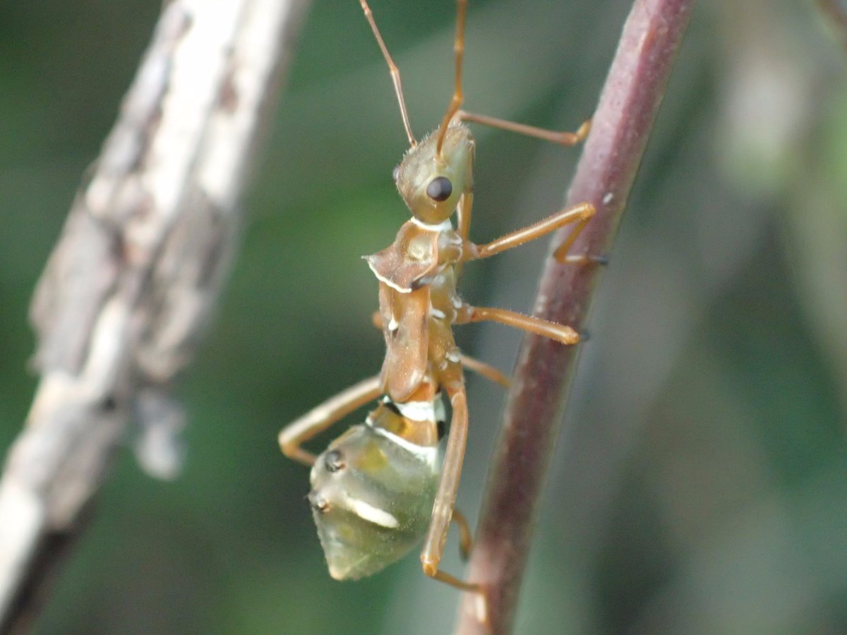 Anthony_Walton0's tweet photo. #Green #Ant #Mimic from Townsville, QLD, AUS #Photography. This is a nymph of a species of sap sucking bug, possibly #Riptortus #serripes https://t.co/FCJSD64wEm