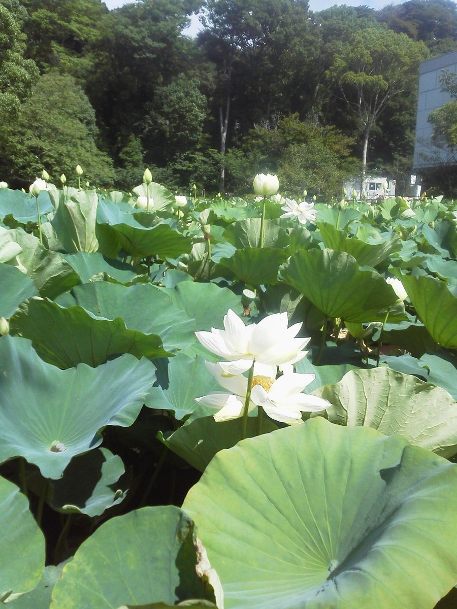 鶴岡八幡宮　ハス