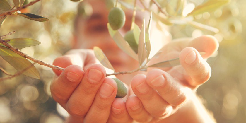 L' #huile d' #olive et ses effets contre le #vieillissement ! 💪goo.gl/RTGDMb  #santé #antioxydants #complémentsalimentaires ⤵️