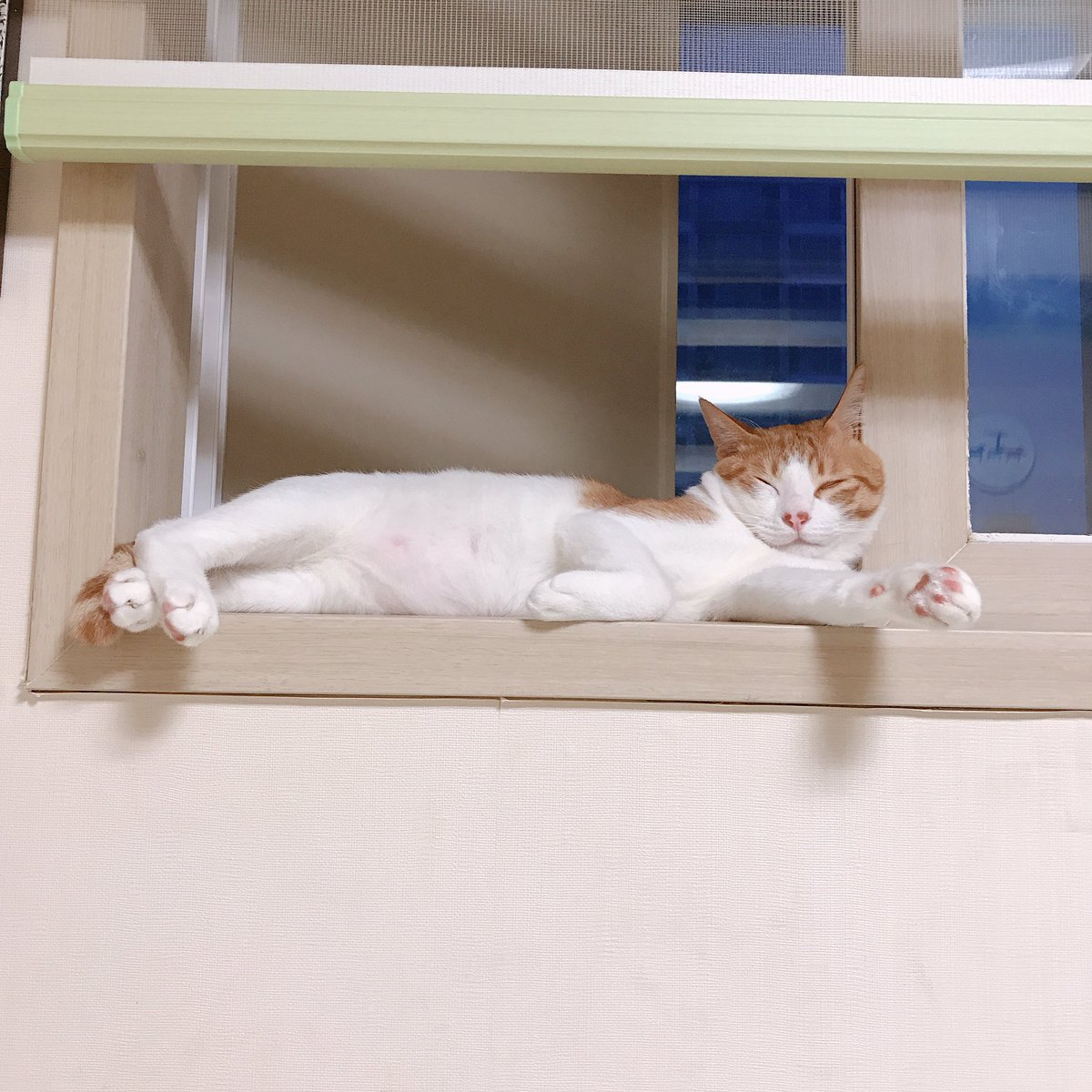 CAT_Darong's tweet photo. 굳이 창문 틈새에 끼어서 자는 솜방망이 https://t.co/fsKvDZlh6i