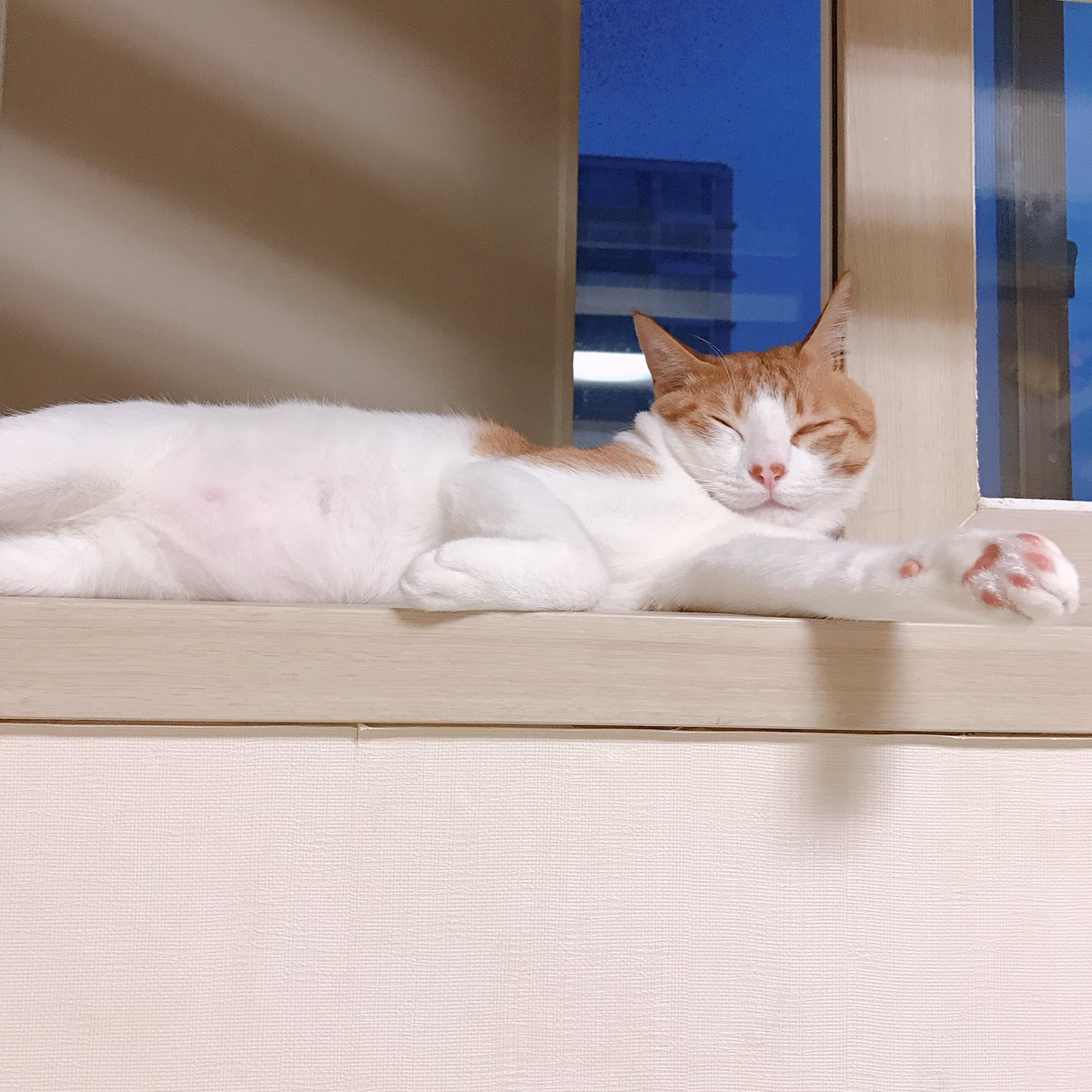 CAT_Darong's tweet photo. 굳이 창문 틈새에 끼어서 자는 솜방망이 https://t.co/fsKvDZlh6i