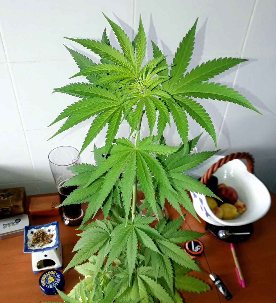 Apez140's tweet photo. Weed Día @BuddhaSeeds Mira qué práctico va el #PotOnPot de #Hemptrading para transplantar la #SpitfireTwo de @GreenbudSeeds.
Paz y Semis:))) https://t.co/g3HPefePZ1