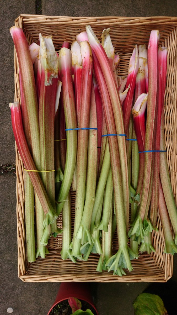 Home grown rhubarb available today #rhubarb #goodfood #eatfresh