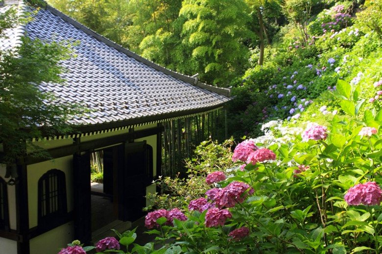 TourankApp's tweet photo. Beautiful Hasedera Temple in Kamakura of Nara, a temple with enchanting flower view in rainy Japan. #kamakura #temple #Japan #flower #travel https://t.co/mgnwNMuNCm