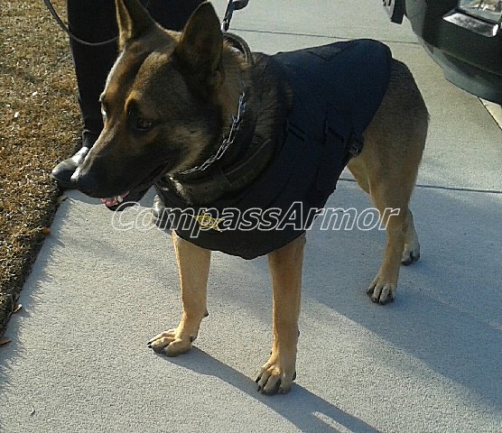 Compass_Hippo tweet picture