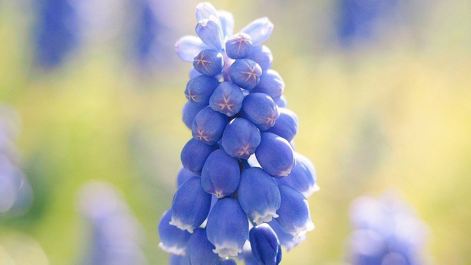 し だ 夜間飛行の花にそっくりのムスカリの花言葉は 失望 失意 絶望 通じ合う心 明るい未来 寛大な愛 で花言葉の中で矛盾しているんだけどメアリの感情の変化にそっくりだと思った し だ 夜間飛行の花にそっくりのムスカリの花言葉は 失望 失意 絶望 通じ合う心 明るい未来 寛大な愛 で花言葉の中で矛盾しているんだけどメアリの感情の変化にそっくりだと思った