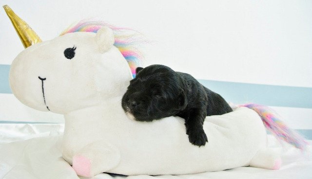 es gibt doch zuwachs in der pocketcrew :D das foto kommt vom züchter y3 y3 y3