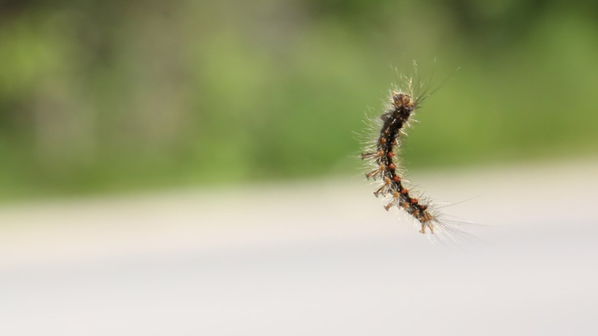 PasWordSecurity's tweet image. Have you been personally attacked by some of these little guys? bit.ly/2sNFpRT #hamont #inchworms