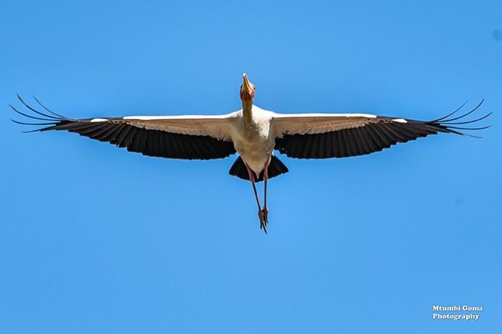 MadonPhotos's tweet photo. An Adult Yellow Billed Stork inflight! South Luangwa National Park, #Zambia ©Mtumbi Goma #photography #PhotographyInTheWild #wildlife https://t.co/J4MWFZuFlH