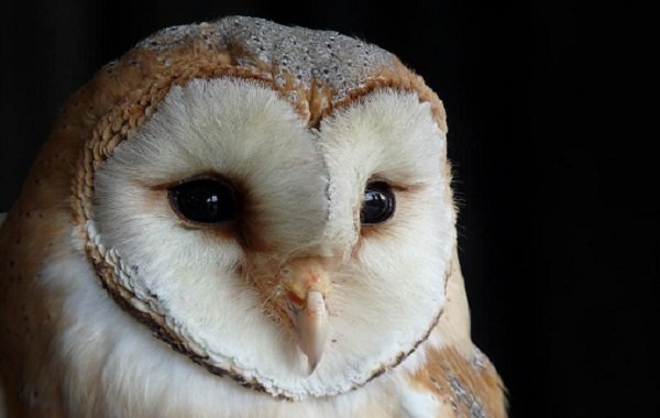 #BIJ12 beheert kennisdocumenten #Soorten #wetnatuurbescherming #natuur. Lezen en downloaden 
 - goo.gl/bgwGbK