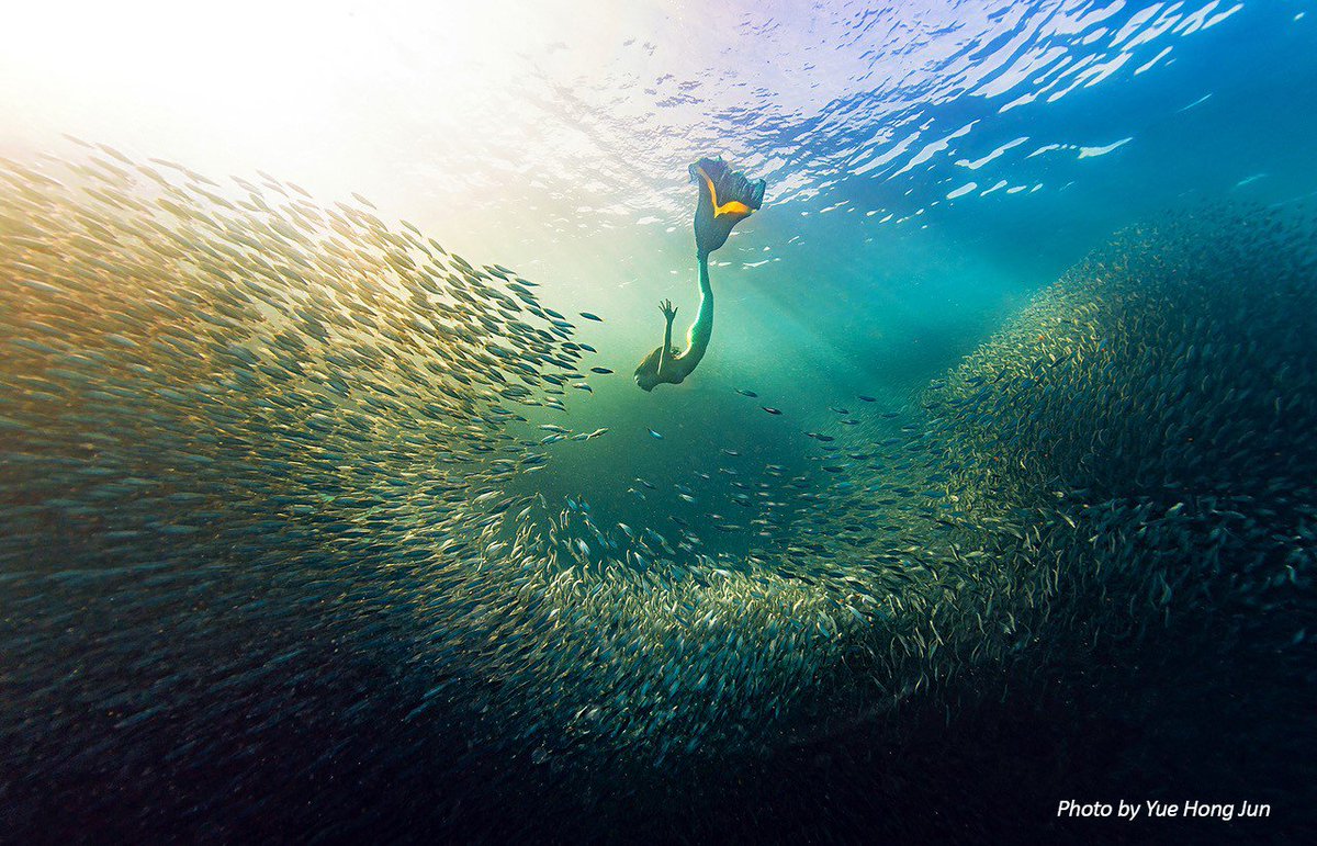 Twitter पर Padi Japan 実はこの人魚の画像 イラストではなく写真なのです Padiダイバーのdada Liさんはフリーダイバーになることで 人魚になりたい という夢を叶えました 次はあなたが夢を叶える番です Padiフリーダイバーの詳細はこちら T Co