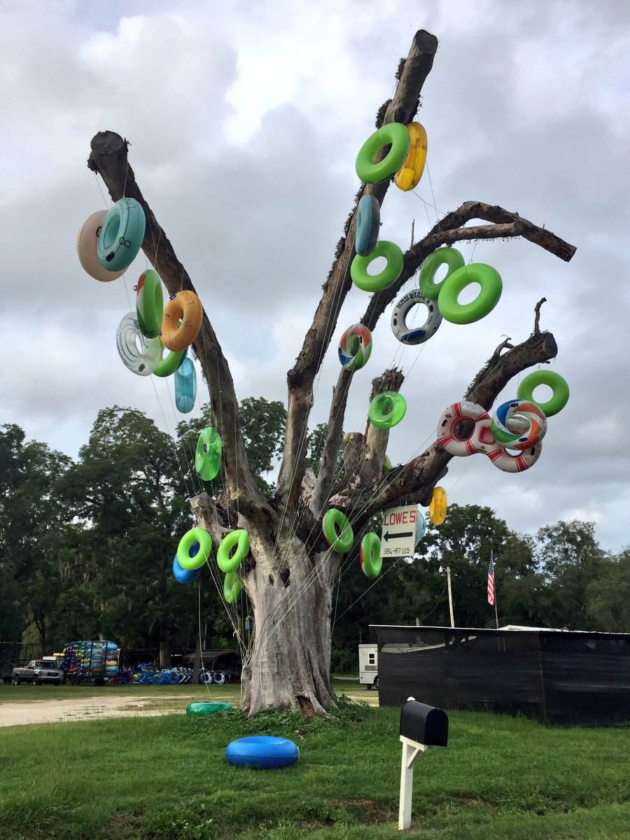 #naturetwitter what kind of tree is this??