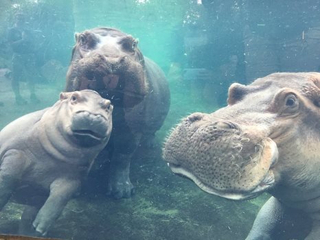The whole hippo family is together at last! #Fiona, Bibi and Henry <a href="/CincinnatiZoo/">Cincinnati Zoo</a>! UPDATE: bit.ly/2t0UjZZ