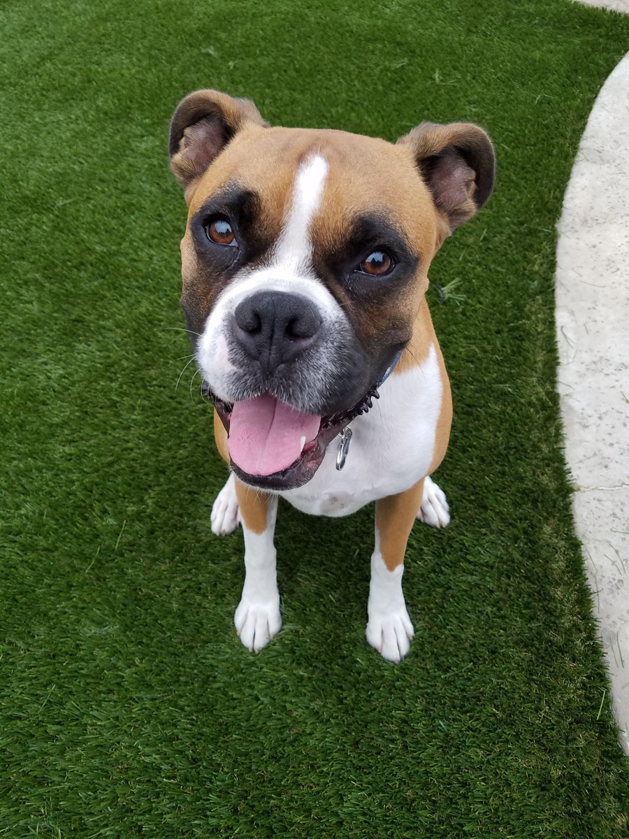 SGWCorp's tweet image. Every #dog, #cat, and furry family member will be happy you installed our SGW #PetSystem! bit.ly/1QU9iEZ