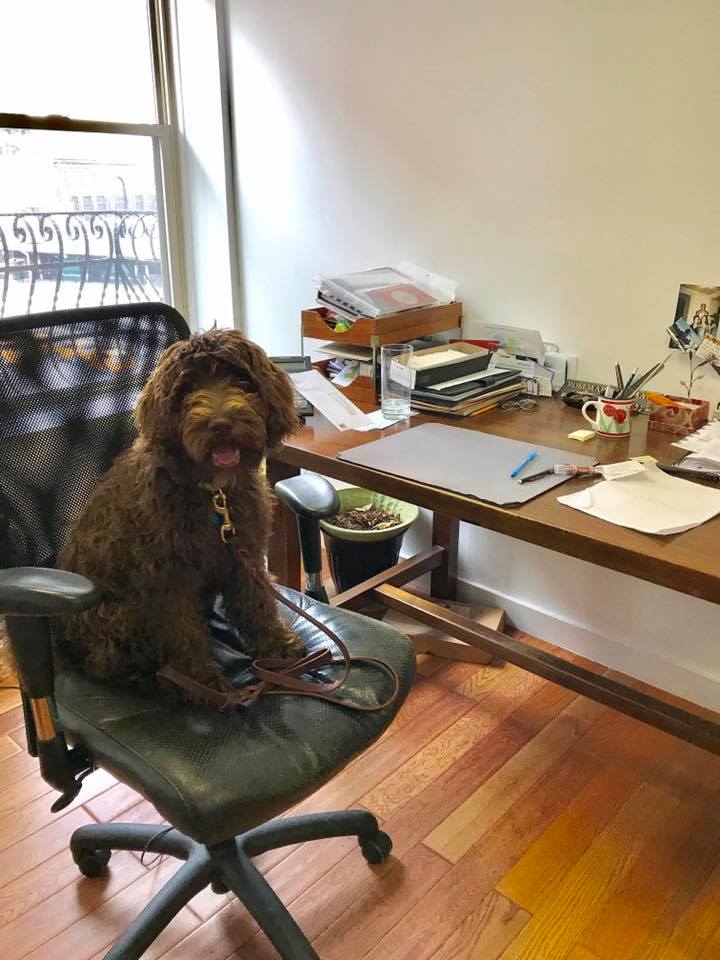 rosecomm's tweet photo. RoseComm + Moses Malone = MoseComm #workinglikedogs #dogsoftwitter #bringyourdogtoworkday #PR https://t.co/3e6RVGMb85