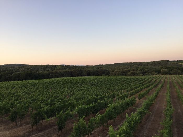 Mappa della Sardegna in 7 zone e 12 vini da scovare durante le vacanze
 bit.ly/viniSardegna_