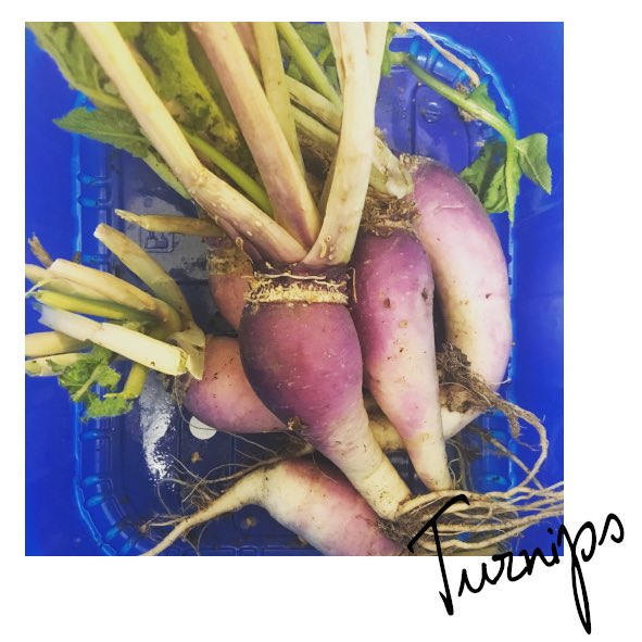Jslittlekitchen's tweet photo. Turnips freshly pulled from the allotment. working on my Autumn menu for my November date. Tickets are still available for August 12th. https://t.co/XQ697jh5vP