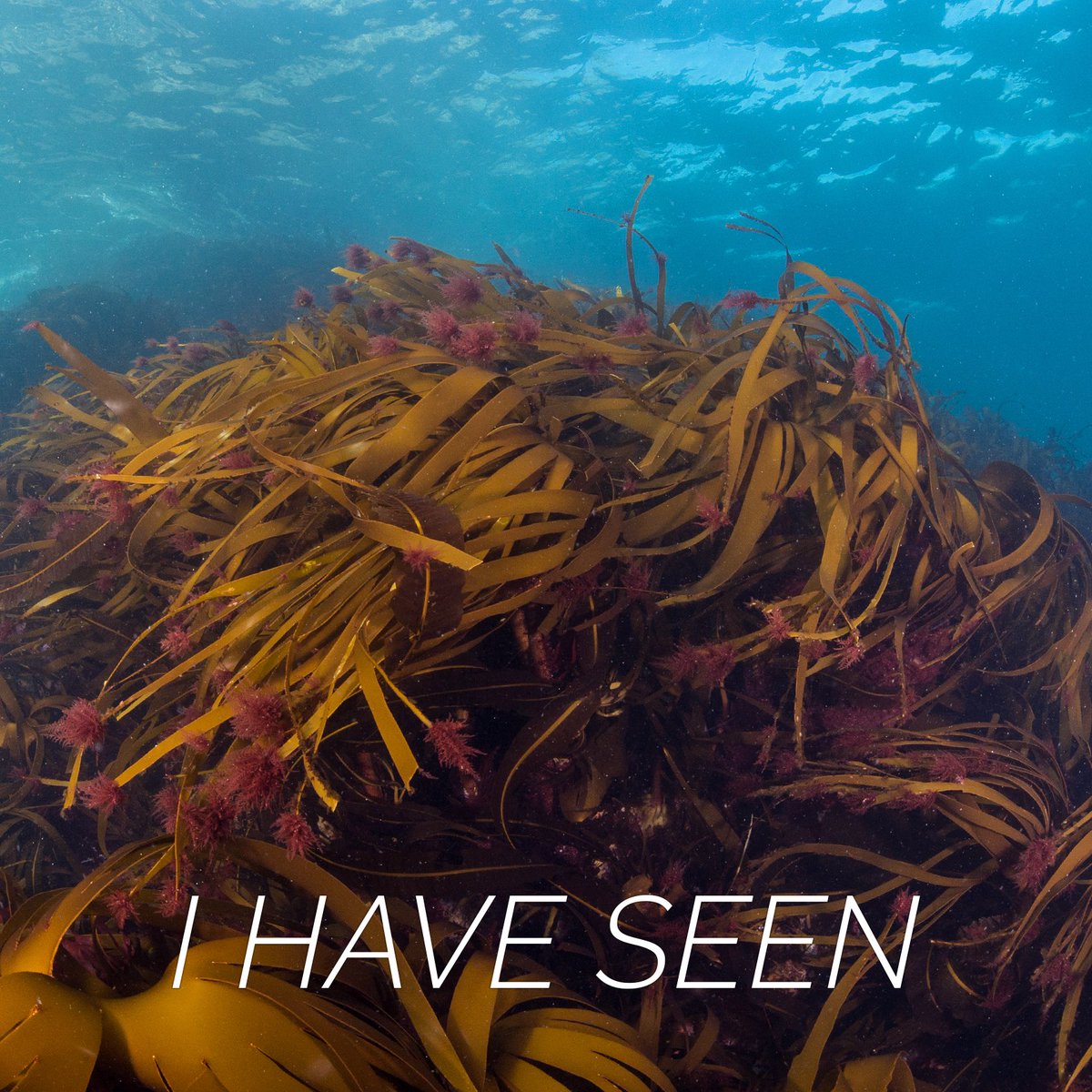 Marine forests create structures proving shelter for numerous marine species. Cred. Richard Shucksmith / SNH #marinebiodiversity #kelp