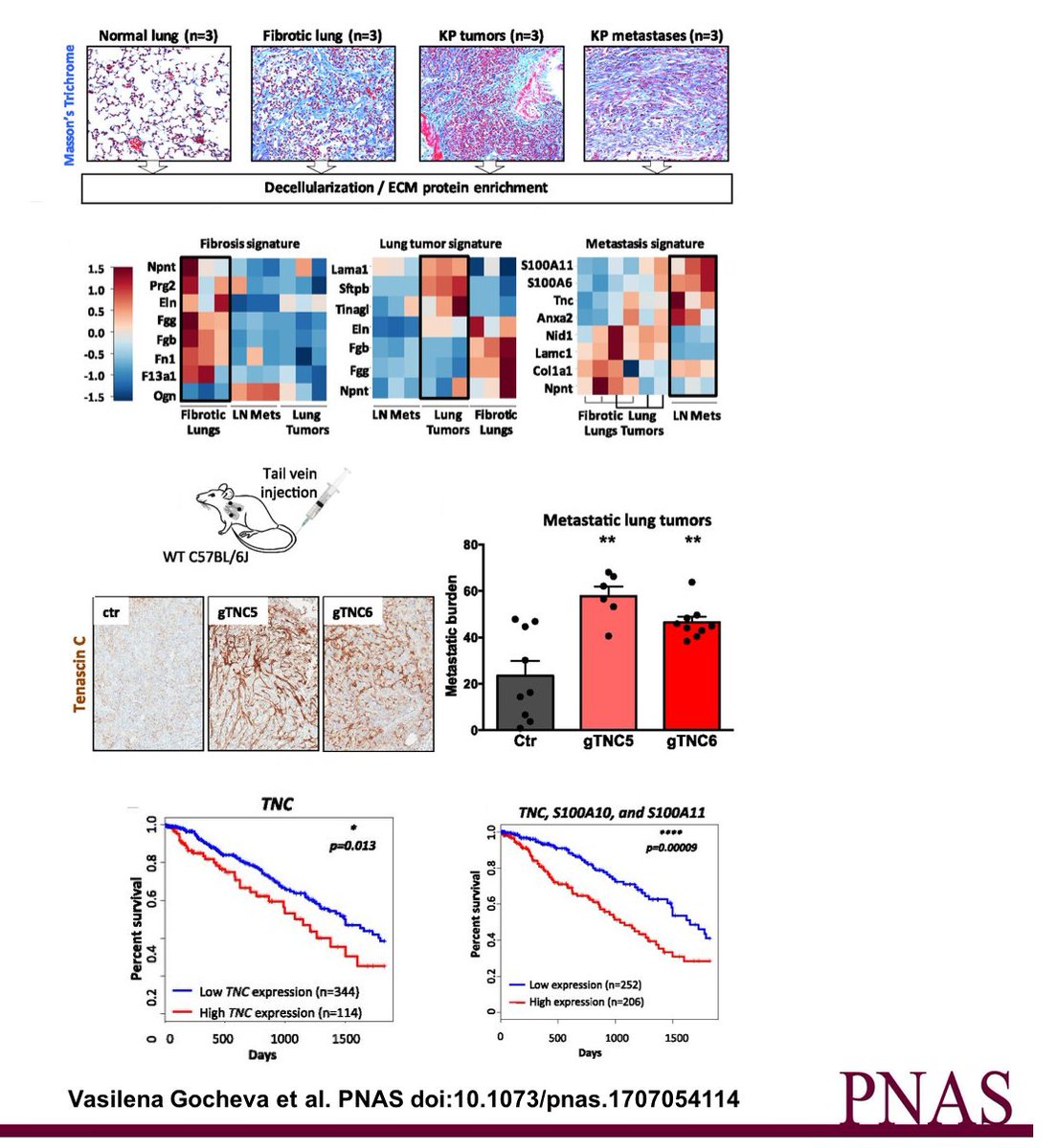 Matrisome Project (@matrisome) on Twitter photo Comparative quant. #ECMProteomics of lung fibrosis & non-small cell lung cancers #NSCLC <a href="/kochinstitute/">Koch Institute at MIT</a> @NabaLabUIC pnas.org/cgi/content/lo… Comparative quant. #ECMProteomics of lung fibrosis & non-small cell lung cancers #NSCLC <a href="/kochinstitute/">Koch Institute at MIT</a> @NabaLabUIC pnas.org/cgi/content/lo…