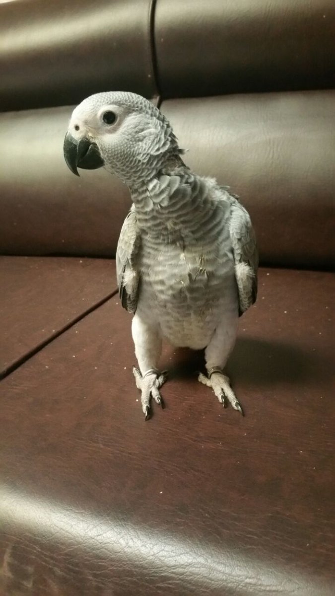 Burungpintar Hashtag On Twitter