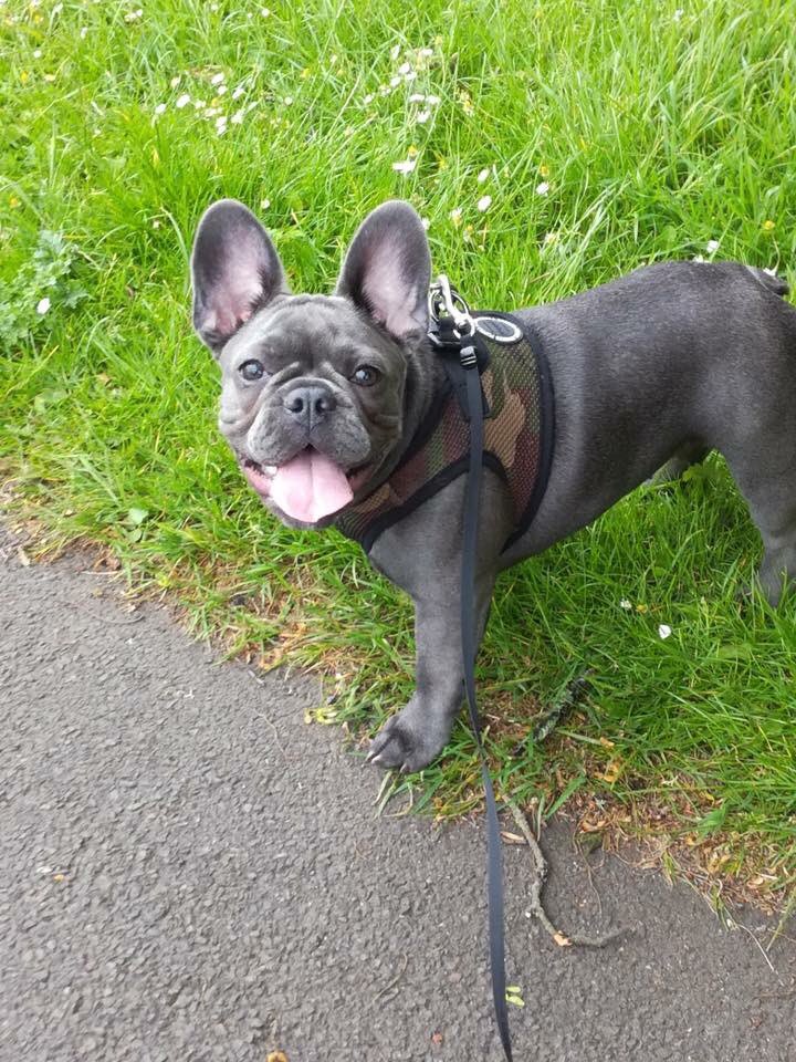 @BBCNewsNE 🔴DOG STOLEN ON WALK IN NEWCASTLE UPON TYNE🔴 SNATCHED FROM OWNER Monday 11/7/17 9pm #NunsMoor back #HareHillsTower #Montague 🔴🔴🔴