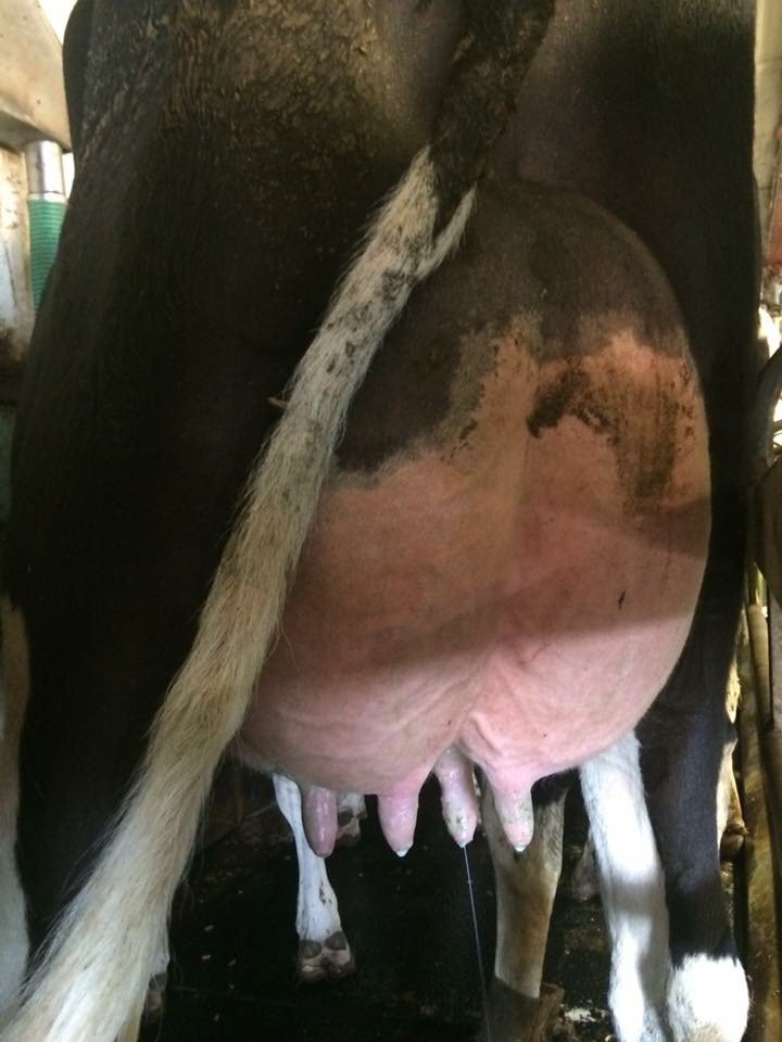 semexUK's tweet photo. Have a look at Davlea Meridian Nugget VG87 2yr, a Sully Hart MERIDIAN dtr who completes 6 Semex sired gens of VG or EX! #TheSemexDifference https://t.co/M4HNW1lzXT