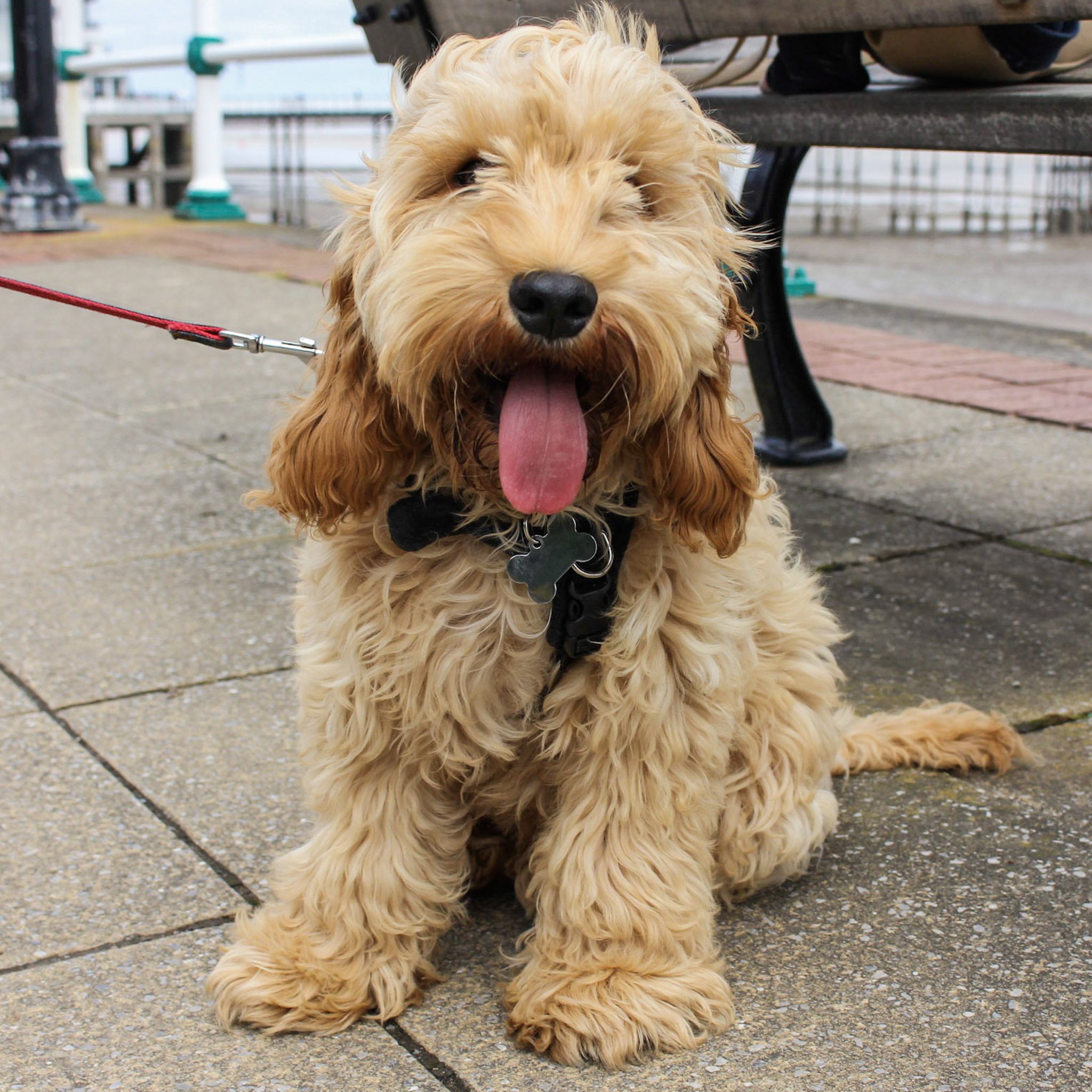 6 month cheap cockapoo