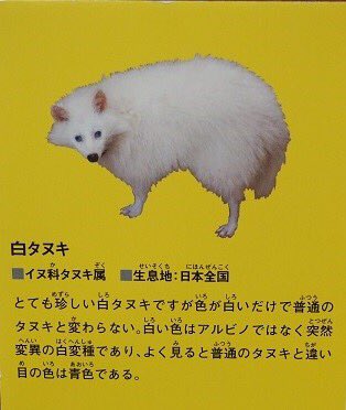 本田一誠 Issey H 水墨画ツイート 実は 僕が最初に出逢った狸は 数年前の伊勢詣りで出逢った野生の白狸様でした 親子連れで親子共に真っ白でした 目も鼻もピンクでアルビノ種です 画像左の白狸様 画像右の白変種白狸様が安芸の宮島にいると聞き昨年訪ね 本田一誠 Issey H 水墨画ツイート 実は 僕が最初に出逢った狸は 数年前の伊勢詣りで出逢った野生の白狸様でした 親子連れで親子共に真っ白でした 目も鼻もピンクでアルビノ種です 画像左の白狸様 画像右の白変種白狸様が安芸の宮島にいると聞き昨年訪ね